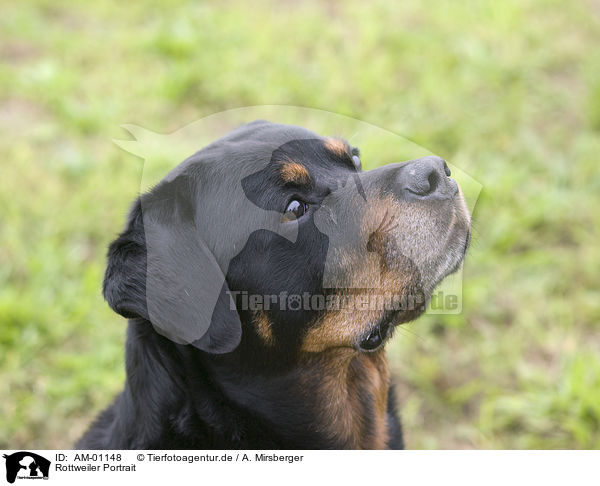 Rottweiler Portrait / Rottweiler Portrait / AM-01148