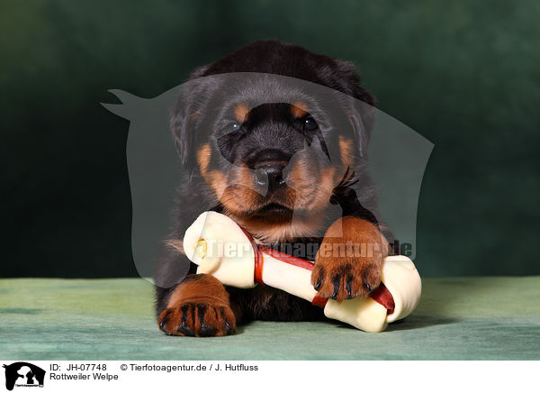 Rottweiler Welpe / Rottweiler puppy / JH-07748