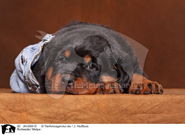 Rottweiler Welpe / Rottweiler Puppy / JH-08915