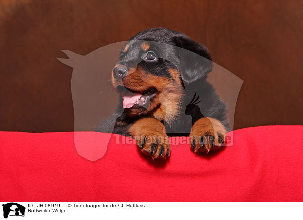 Rottweiler Welpe / Rottweiler Puppy / JH-08919