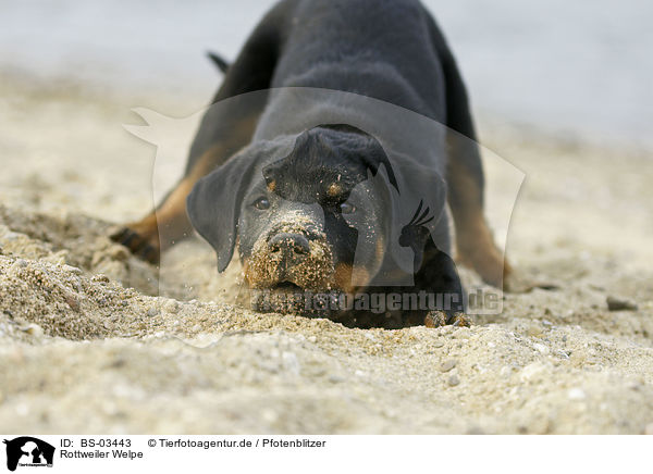 Rottweiler Welpe / Rottweiler Puppy / BS-03443