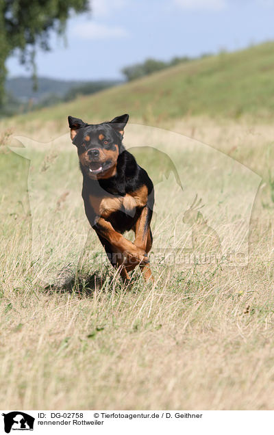 rennender Rottweiler / running Rottweiler / DG-02758