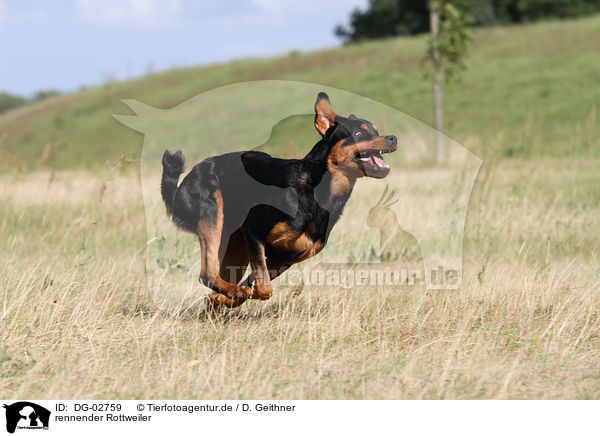 rennender Rottweiler / running Rottweiler / DG-02759