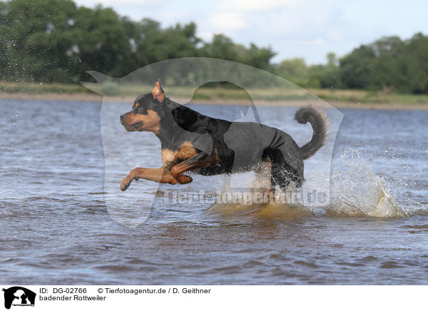 badender Rottweiler / bathing Rottweiler / DG-02766