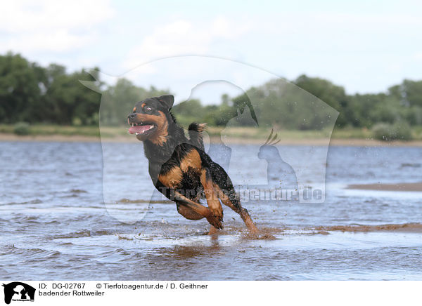 badender Rottweiler / bathing Rottweiler / DG-02767