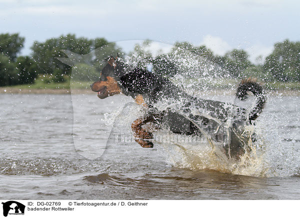 badender Rottweiler / bathing Rottweiler / DG-02769