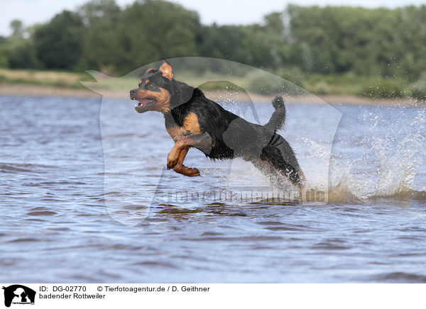 badender Rottweiler / bathing Rottweiler / DG-02770