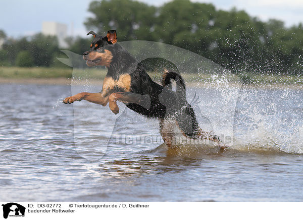 badender Rottweiler / bathing Rottweiler / DG-02772