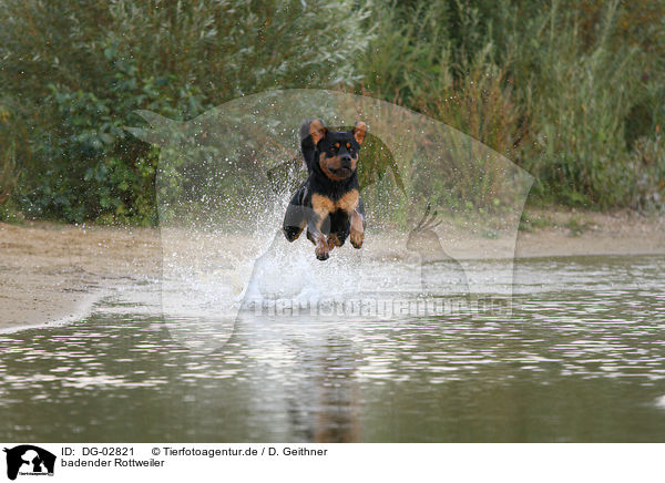 badender Rottweiler / bathing Rottweiler / DG-02821