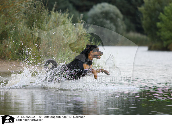 badender Rottweiler / bathing Rottweiler / DG-02822