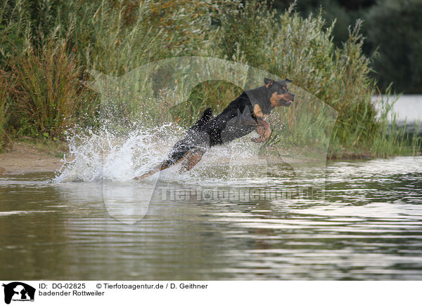 badender Rottweiler / bathing Rottweiler / DG-02825