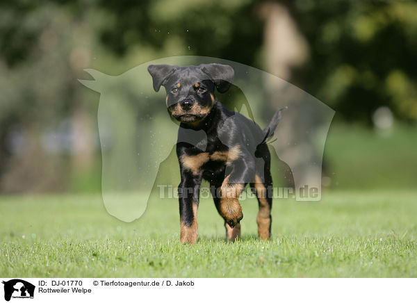 Rottweiler Welpe / Rottweiler Puppy / DJ-01770