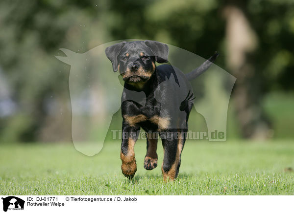 Rottweiler Welpe / Rottweiler Puppy / DJ-01771