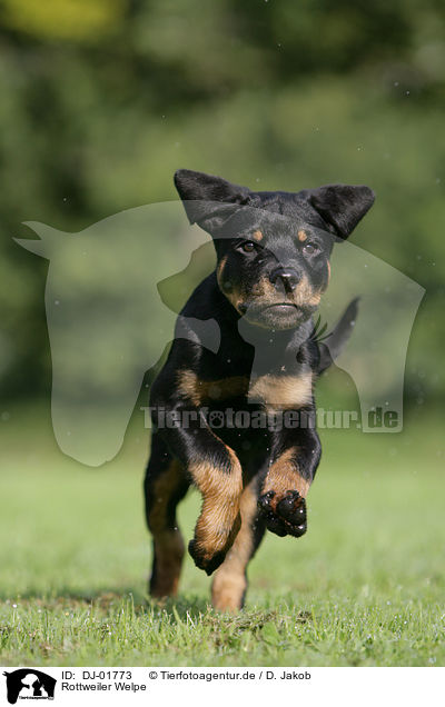 Rottweiler Welpe / Rottweiler Puppy / DJ-01773