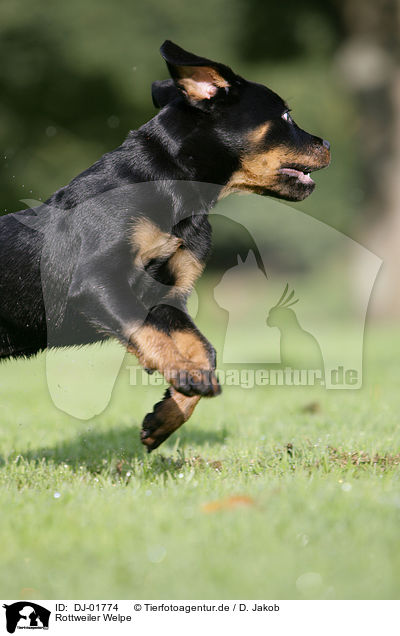 Rottweiler Welpe / Rottweiler Puppy / DJ-01774