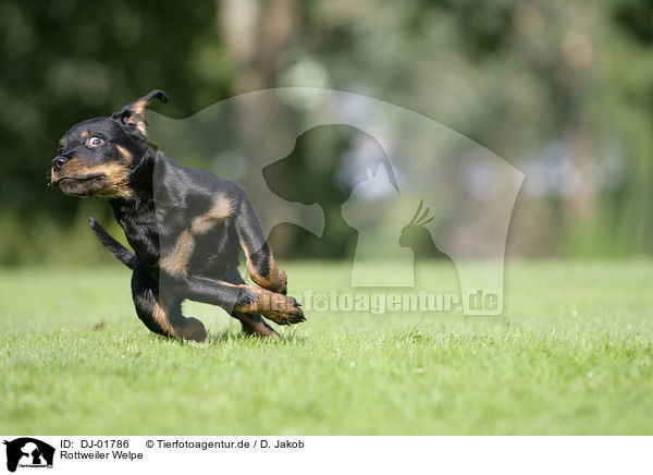 Rottweiler Welpe / Rottweiler Puppy / DJ-01786