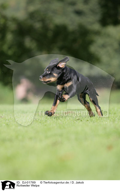 Rottweiler Welpe / Rottweiler Puppy / DJ-01789