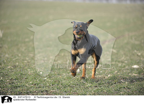 spielender Rottweiler / playing Rottweiler / SST-07613