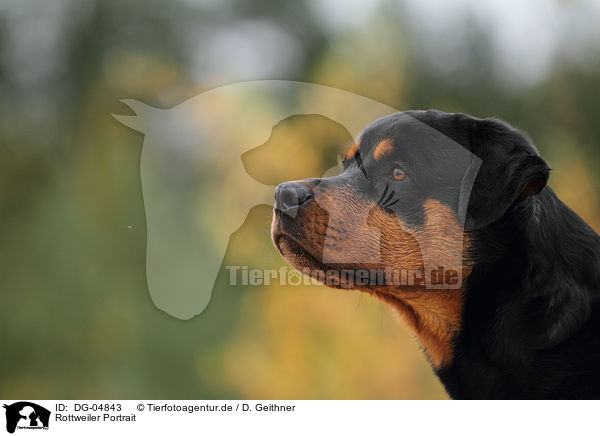 Rottweiler Portrait / Rottweiler Portrait / DG-04843