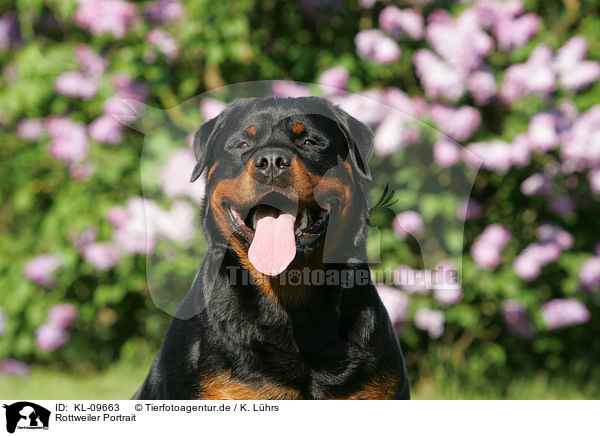 Rottweiler Portrait / Rottweiler Portrait / KL-09663