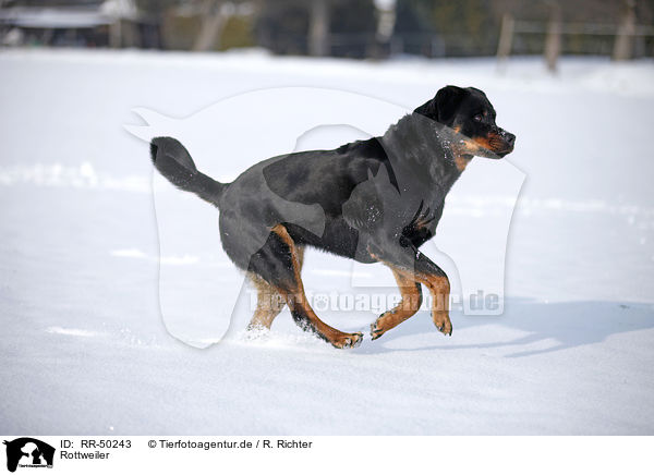 Rottweiler / Rottweiler / RR-50243