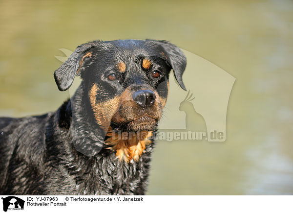 Rottweiler Portrait / YJ-07963