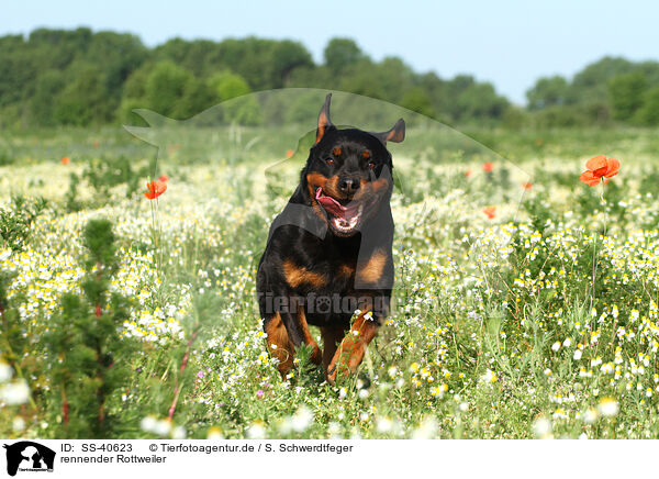 rennender Rottweiler / running Rottweiler / SS-40623