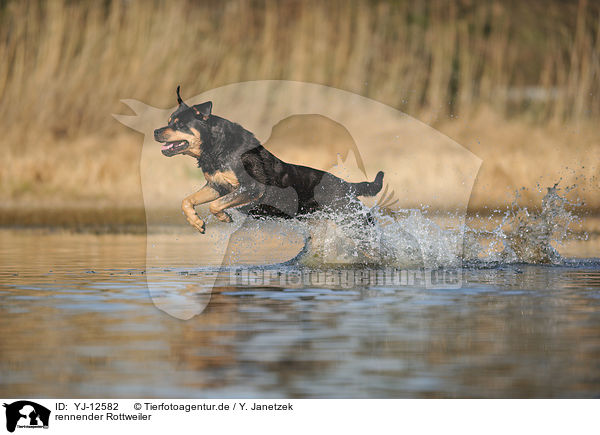 rennender Rottweiler / running Rottweiler / YJ-12582