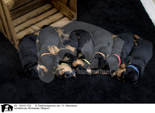schlafende Rottweiler Welpen / Sleeping Rottweiler puppies / VH-01152