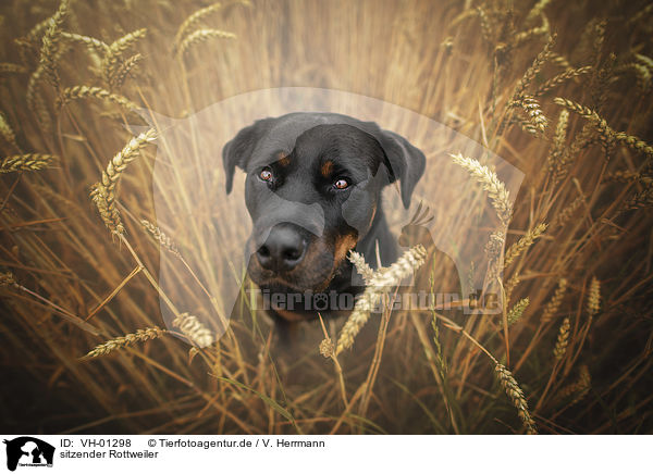 sitzender Rottweiler / sitting Rottweiler / VH-01298