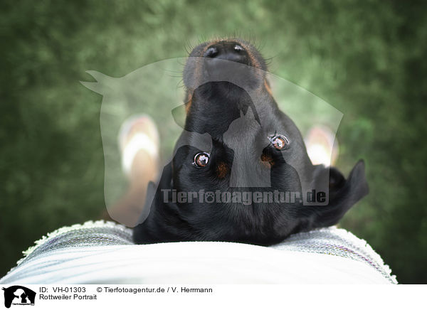 Rottweiler Portrait / Rottweiler Portrait / VH-01303
