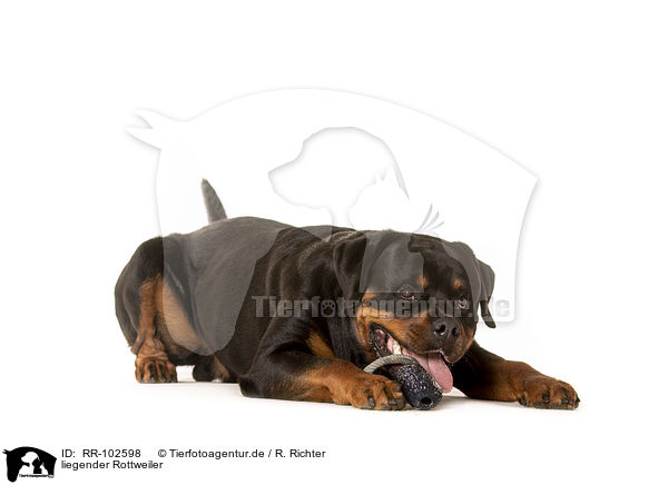 liegender Rottweiler / lying Rottweiler / RR-102598