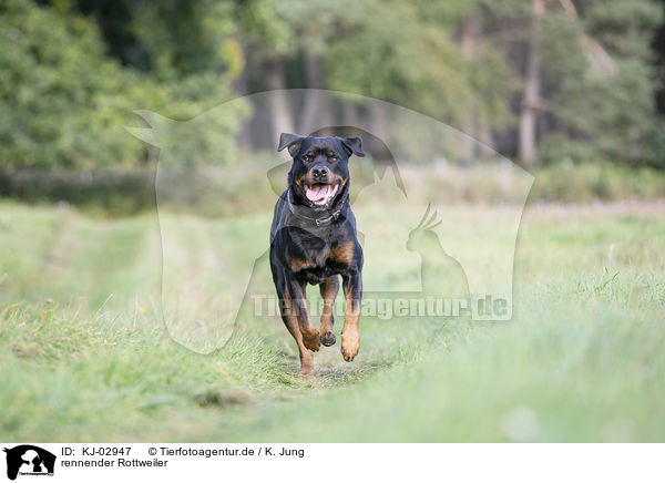 rennender Rottweiler / running Rottweiler / KJ-02947