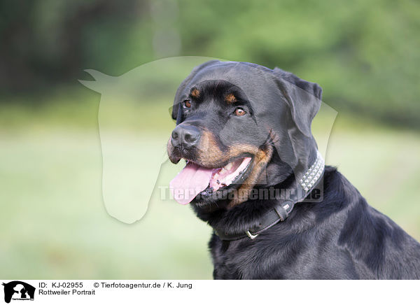 Rottweiler Portrait / Rottweiler Portrait / KJ-02955