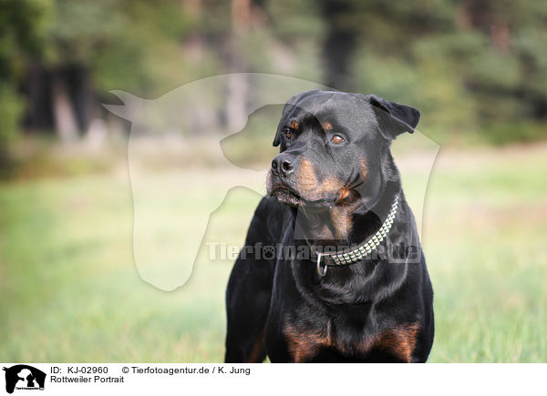 Rottweiler Portrait / Rottweiler Portrait / KJ-02960