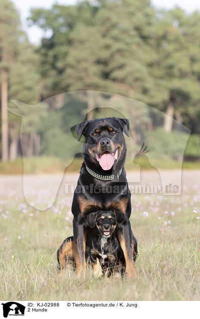 2 Hunde / 2 dogs / KJ-02988