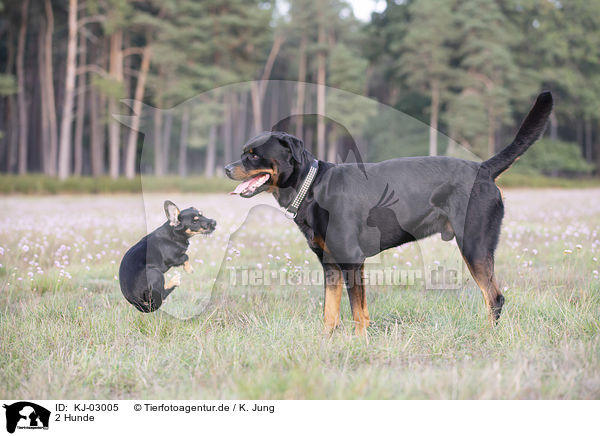 2 Hunde / 2 dogs / KJ-03005