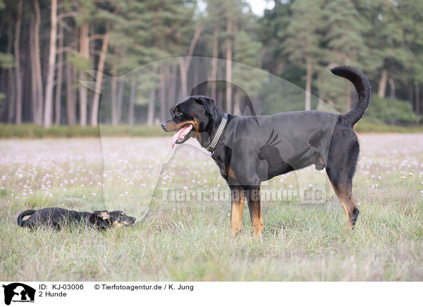 2 Hunde / 2 dogs / KJ-03006