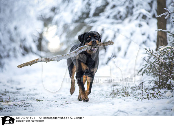 spielender Rottweiler / playing Rottweiler / AE-01501