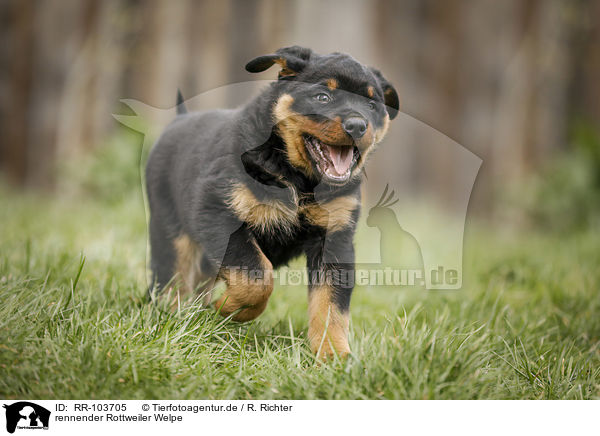 rennender Rottweiler Welpe / running Rottweiler Puppy / RR-103705