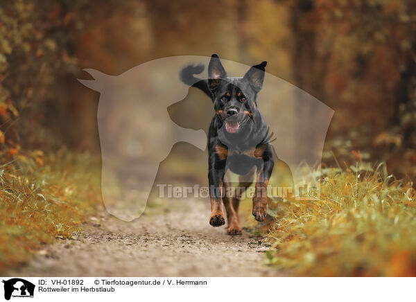 Rottweiler im Herbstlaub / VH-01892