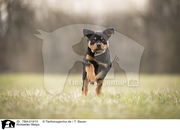Rottweiler Welpe / Rottweiler Puppy / TBA-01810