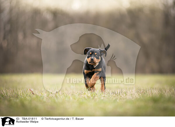Rottweiler Welpe / Rottweiler Puppy / TBA-01811