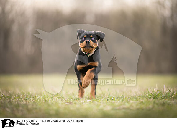 Rottweiler Welpe / Rottweiler Puppy / TBA-01812