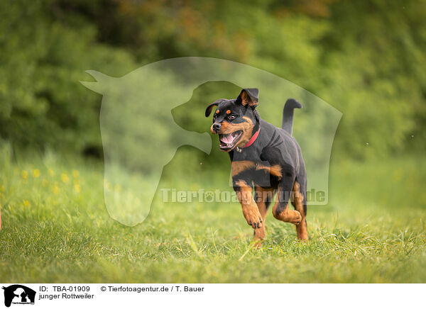 junger Rottweiler / young Rottweiler / TBA-01909
