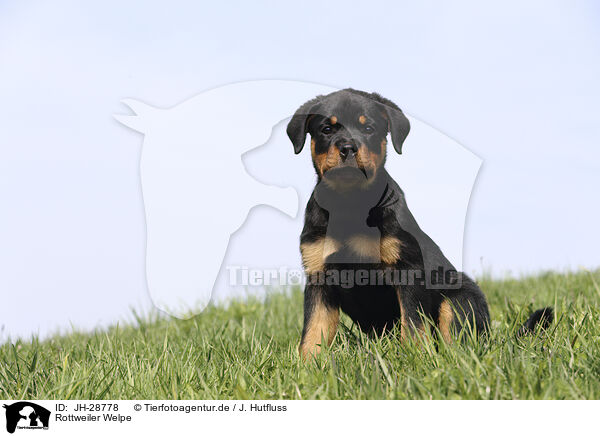 Rottweiler Welpe / Rottweiler Puppy / JH-28778