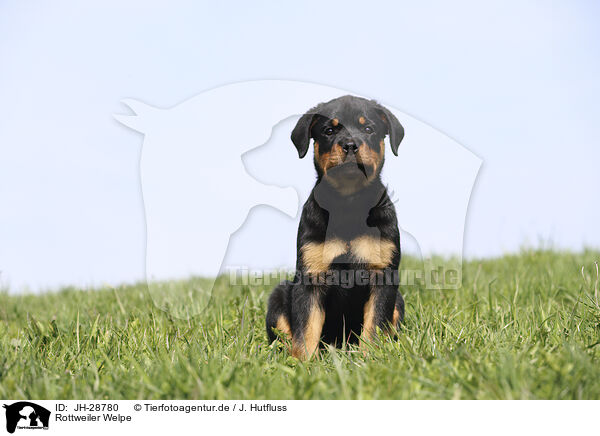 Rottweiler Welpe / Rottweiler Puppy / JH-28780