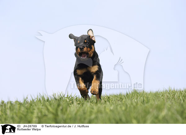 Rottweiler Welpe / Rottweiler Puppy / JH-28789