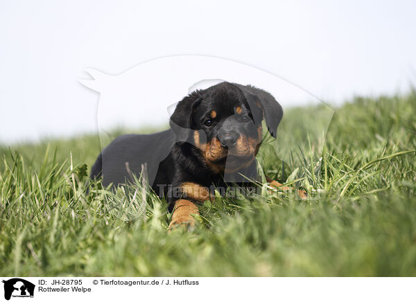 Rottweiler Welpe / Rottweiler Puppy / JH-28795