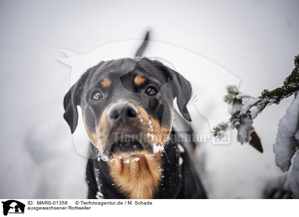 ausgewachsener Rottweiler / adult Rottweiler / MARS-01358